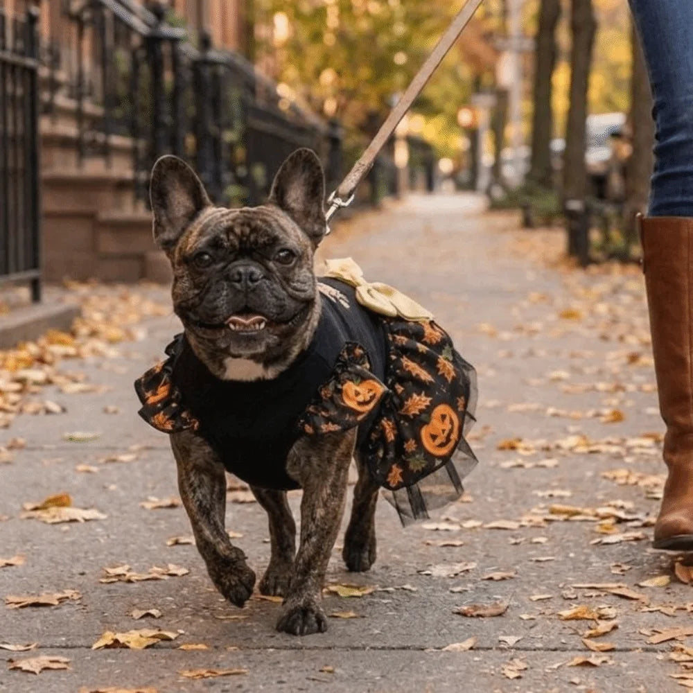 Funny Pumpkin Print Halloween Dog Dress Mesh Big Bow Decor Dog Maple Leaf Print Dress Breathable Dog Clothes Halloween Party